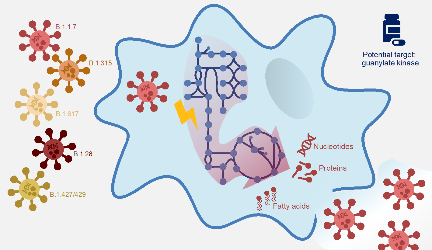 SARS-CoV-2: A computer model to visualise possible attack points of ...