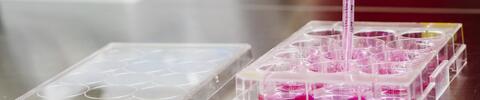 Eine Zellkulturplatte mit zwölf Vertiefungen wird mittels einer Pipette mit einer roten Flüssigkeit befüllt.