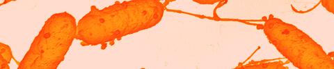On an orange background, also coloured orange, an electron micrograph shows bacteria being attacked by bacteriophages.