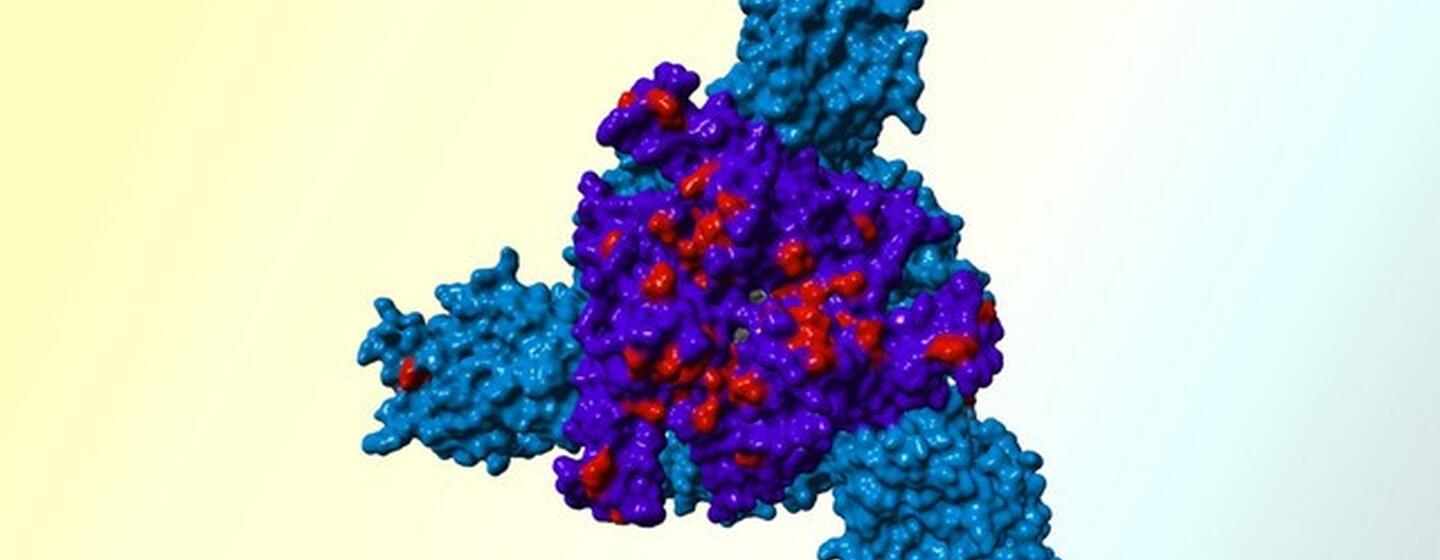 How resistant is the Omikron variant to current antibodies? | German ...