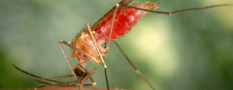 Malaria is transferred by infected mosquitos