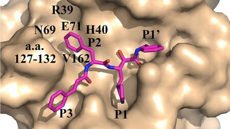 3D-Struktur der 3C-Protease des Coxsackievirus B3 im Komplex mit einem antiviralen Wirkstoff (dargestellt in pink)