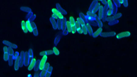 Fluoreszierend grün und blau leuchtende stäbchenförmige Bakterien vor schwarzem Hintergrund.