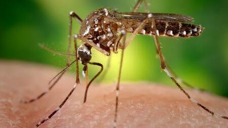 Aedes aegypti mosquito: a vector for the transmission of Zika virus