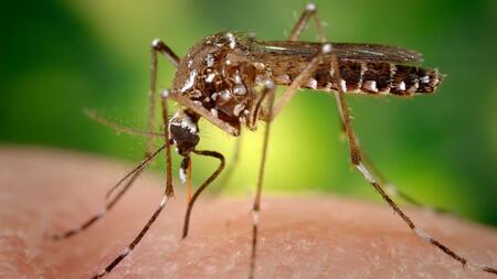 Die Tigermücke Aedes aegypti kann Zika-Viren übertragen