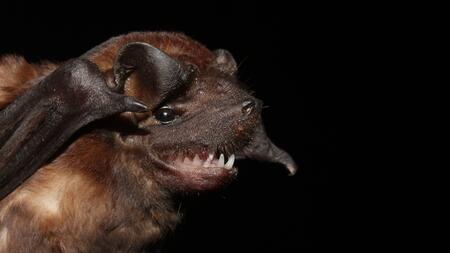 Lateral front view of a bat of the insectivorous genus Molussus.