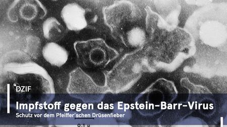 Impfstoff gegen das Epstein-Barr-Virus: Klicken Sie auf das Bild, um mehr über das Projekt zu erfahren.