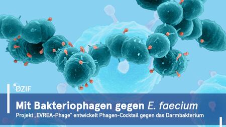 Grafische Darstellung von kugelförmigen Bakterien, an deren Oberfläche zahlreiche Bakteriophagen andocken. Im Vordergrund ist eine Kette grünlich dargestellter Bakterienzellen zu sehen, im Hintergrund weitere vergrößerte Zellen. Unten im Bild steht: ‚Mit Bakteriophagen gegen E. faecium – Projekt „EVREA-Phage“ entwickelt Phagen-Cocktail gegen das Darmbakterium‘ sowie das DZIF-Logo.