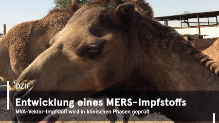 Entwicklung eines MERS-Impfstoffs: Klicken Sie auf das Bild, um mehr über das Projekt zu erfahren.