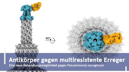 Strukturdarstellung eines Antikörpers (gelb) gebunden an ein bakterielles Protein (blau) von Pseudomonas aeruginosa, dargestellt in zwei Ansichten. Text: „Antikörper gegen multiresistente Erreger – Eine neue Behandlungsmöglichkeit gegen Pseudomonas aeruginosa“.