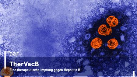 Erfolgreiche Translation im DZIF: TherVacB bietet einen neuen Therapieansatz zur Heilung chronischer Hepatits B.