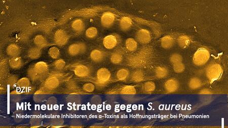 Rasterelektronenmikroskopische Darstellung von Staphylococcus aureus mit dicht gepackten, kugelförmigen Bakterienzellen in goldbrauner Färbung. Im Bild steht: ‚Mit neuer Strategie gegen S. aureus – Niedermolekulare Inhibitoren des α-Toxins als Hoffnungsträger bei Pneumonien‘ sowie das DZIF-Logo.
