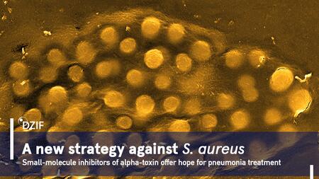 Scanning electron micrograph of Staphylococcus aureus showing densely clustered spherical bacterial cells in a golden-brown color. The image text reads: ‘A new strategy against S. aureus – Small-molecule inhibitors of alpha-toxin offer hope for pneumonia treatment,’ along with the DZIF logo.