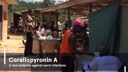 Successful translation at the DZIF: Corallopyronin A is a promising candidate against worm infections.
