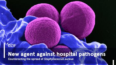 Agent against hospital pathogens: Click on the picture to learn more about the project.