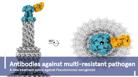 Structural illustration of an antibody (yellow) bound to a bacterial protein (blue) from Pseudomonas aeruginosa, shown in two perspectives. Text: “Antibodies against multidrug-resistant pathogens – A new treatment option against Pseudomonas aeruginosa.”