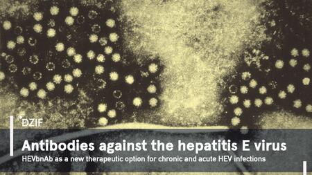 Microscopic image of virus-like particles of the hepatitis E virus, shown as bright, dot-like structures on a dark background. Above it is the title "Antibodies against the hepatitis E virus – HEVbnAb as a new treatment option for chronic and acute HEV infections" with the DZIF logo.