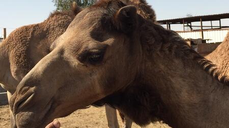 Dromedaries as carriers