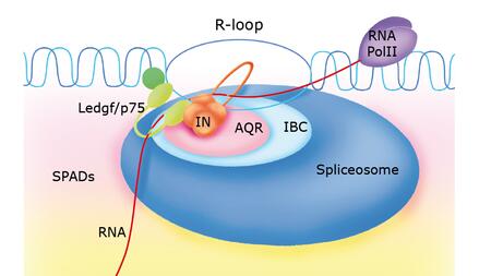 Das Modell zeigt, wie sich HIV-1 an einem R-Loop in das Genom einbaut