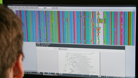 A person looks at a computer screen displaying a color-coded sequence analysis. The top half shows a multiple sequence alignment with color-coded amino acids or nucleotides in columns. In the lower section, an open PDF viewer with a phylogenetic tree is visible. The screen belongs to a workstation in a laboratory or research facility.
