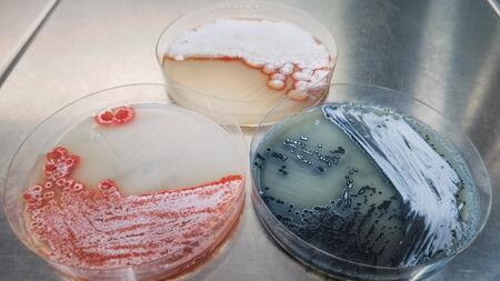 Three agar plates with Streptomyces colonies in different colours (reddish, blue, orange).