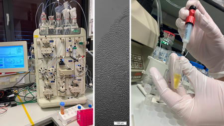 Collage aus drei Bildern, die einen Einblick in die Herstellung monoklonaler Antikörper bietet.