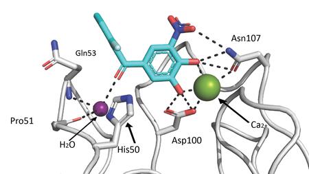 Graphical representation of the crystal structures of LecA and tolcapone