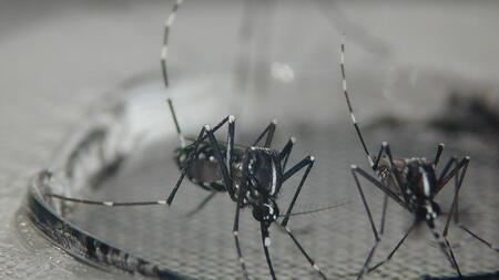 Nach Süddeutschland eingeschleppte asiatische Tigermücken können die Zika-Viren unter bestimmten Bedingungen übertragen