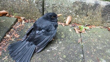 Eine vom Usutu-Virus befallene Amsel