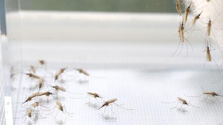 Adult mosquitoes of the species Anopheles stephensi