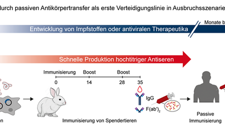 Antiseren gegen Viren