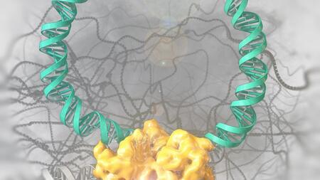 Die Brec1 Rekombinase (gelb) beim Herausschneiden des HIV-Genoms (türkis) aus einem menschlichen DNA-Strang