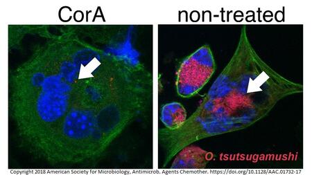 Corallopyronin A hemmt das intrazelluläre Wachstum von Orientia tsutsugamushi.