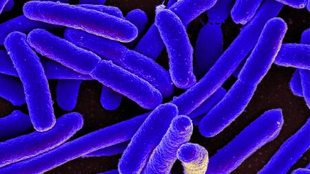 Escherichia coli