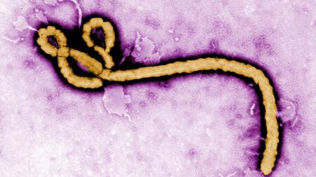 Filamentous virus particle