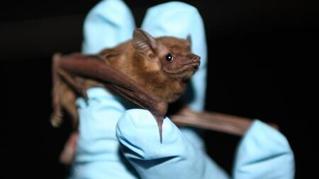 Bat species Coleura afra: in the study, six out of 14 animals developed antibodies against the Crimean Congo haemorrhagic fever virus