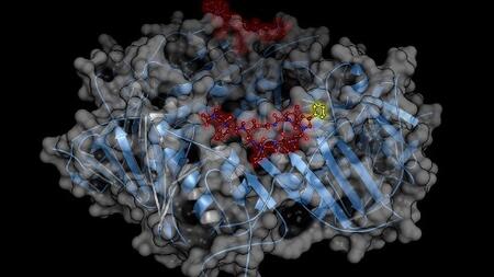 Die M. tuberculosis „sliding clamp“ (DnaN) im Komplex mit (Cyclohexyl-)Griselimycin.