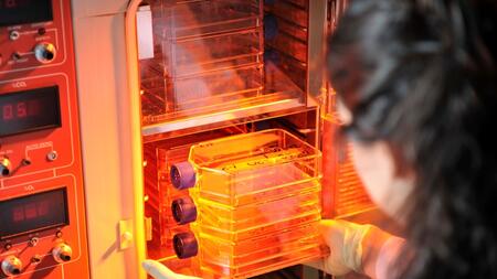 Cell cultures in an incubator
