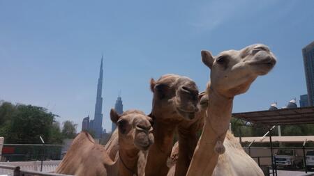 Kamele in Dubai