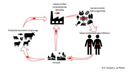 Infektionswege bei Listerien