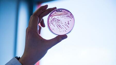 multidrug-resistant E. coli bacteria