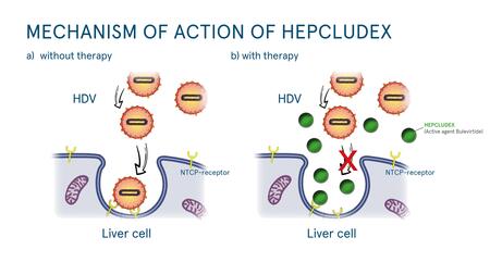 Description of the mode of action of Hepcludex