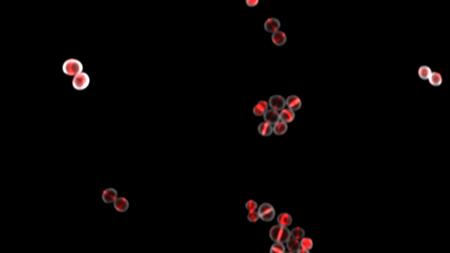 Fluorescence microscope image of round bacterial cells. In the center of each bacterial cell, a red-stained partition can be seen.