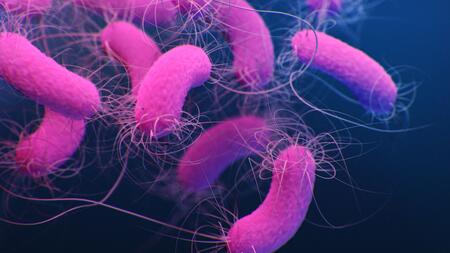 Pseudomonas aeruginosa