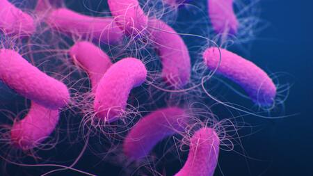 Pseudomonas aeruginosa