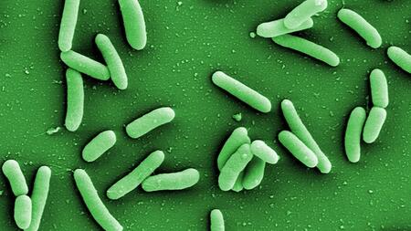 Bakterien der Art Pseudomonas aeruginosa sind äußerst widerstandfähig und kommen fast überall vor