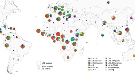 Global distribution of TB lineage 4 sublineages