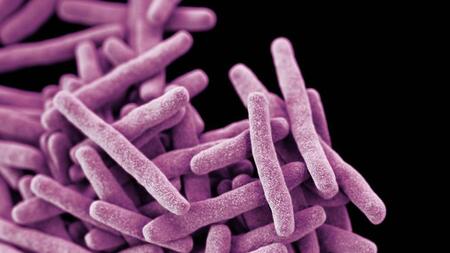 Mycobacterium tuberculosis