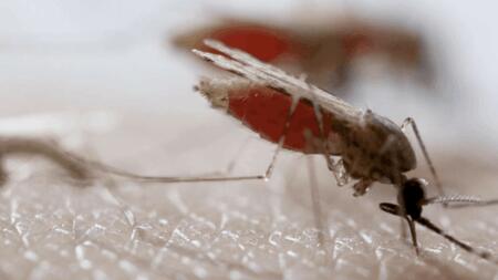 Blood-sucking mosquito whose proboscis has pierced the skin, with a red-coloured abdomen. 
