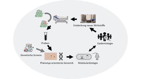 Eine schematische Abbildung zeigt in Form eines Kreislaufs Arbeitsinhalte der Arbeitsgruppe: Über Probenanalysen, Genetische Screens, Phänotyp-orientierte Genomik, Molekularbiologie und epidemiologische Methoden werden im Idealfall Erkenntnisse gewonnen, die zur Entdeckung neuer Wirkstoffe führen und kranken Menschen helfen können
